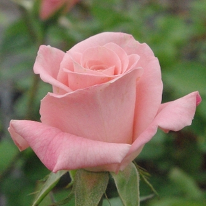 Este un trandafir de strat excelent, decorativ,cu flori de culori intense. Înfloreşte foarte bogat.